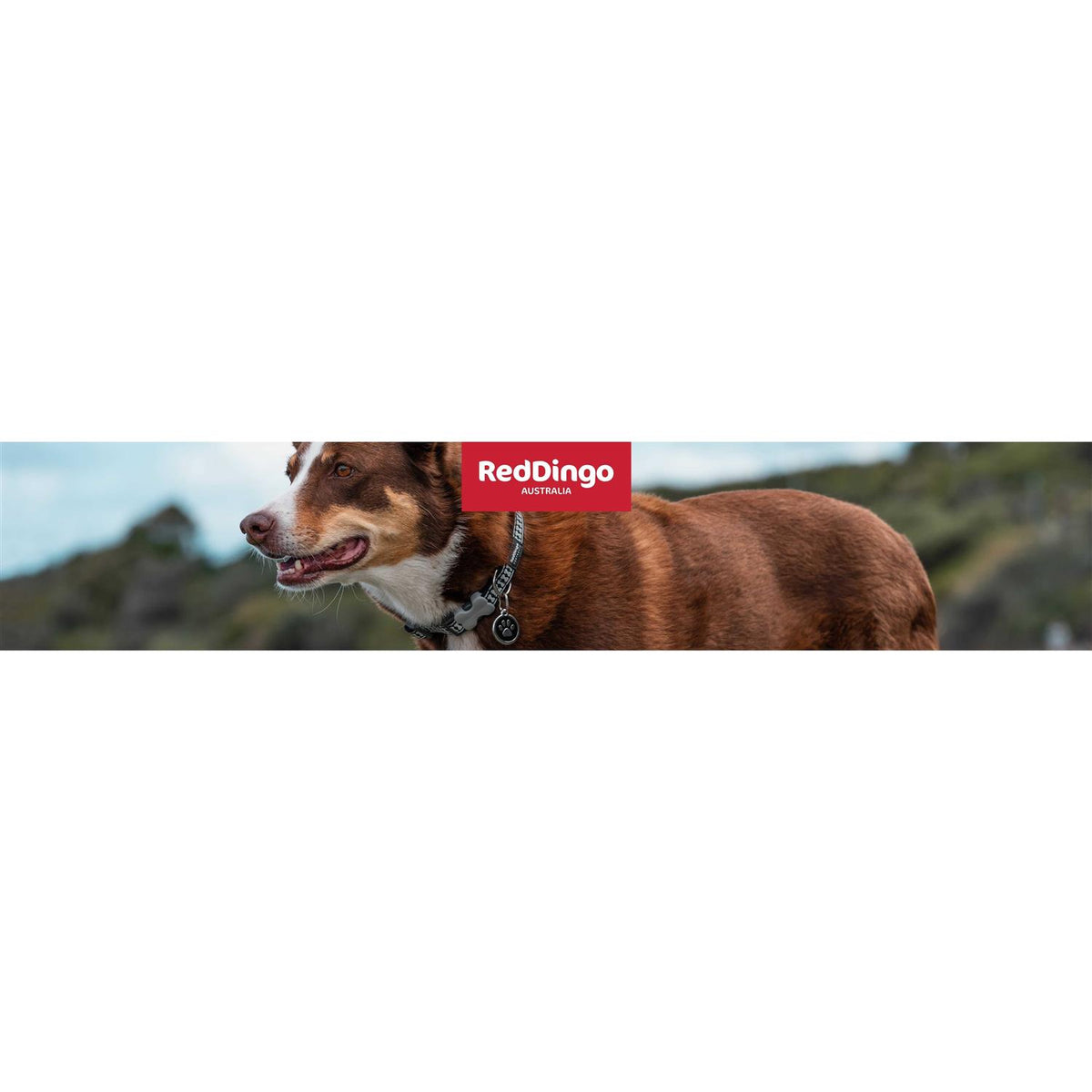Reflective Dog Lead D79700