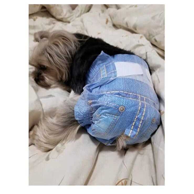 Soft Female Disposable Dog Diapers P89840